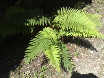 Polystichum sp.